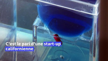 Soigner le cerveau avec des micro-robots, le voyage fantastique d'une start-up californienne