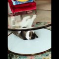 Funniest Cats - Don't try to hold back Laughter - Johnny Catsville