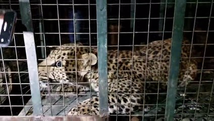 पिंजरे में कैद हुआ पैंथर, जंगल में छोड़ा