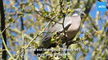 L'avis d'une spécialiste de la nature sur la présence des pigeons dans les Yvelines