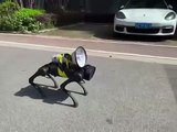 Covid, il video degli inquietanti cani robot che sorvegliano il lockdown a Shanghai