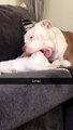 Pitbull Fits Mouth Over Cat's Noggin