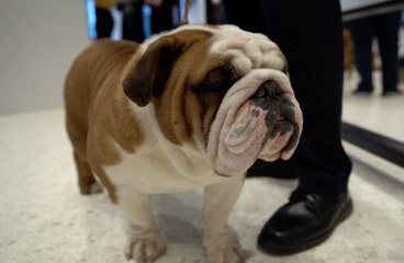 Pourquoi les animaux domestiques ne doivent-il pas manger de chocolat ?