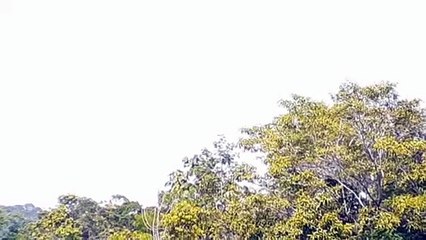 Airbus A330F N331QT vindo de Miami/Boeing 767-300ER PT-MSX vindo de Guarulhos