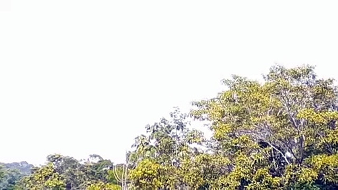 Airbus A330F N331QT vindo de Miami/Boeing 767-300ER PT-MSX vindo de Guarulhos