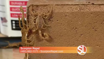 Run around the house barefoot! Scorpion Repel can protect your home