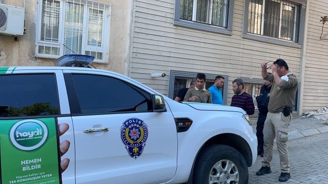 Aydın'da pitbull cinsi köpeğin saldırısına uğrayan kadın öğretmen yaralandı