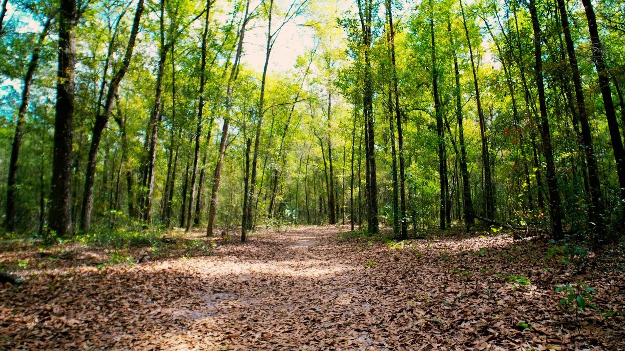 Silver Springs Conservation Park (Ocala, Florida) - 4k Cinematic Travel VLOG Video & Review