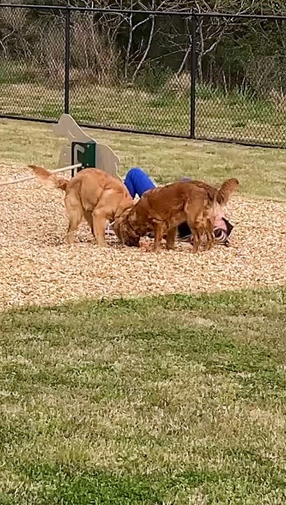 Trying to Teach Your Dogs Agility When You Aren't Athletic