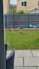 Bunny Bullies Bird Away