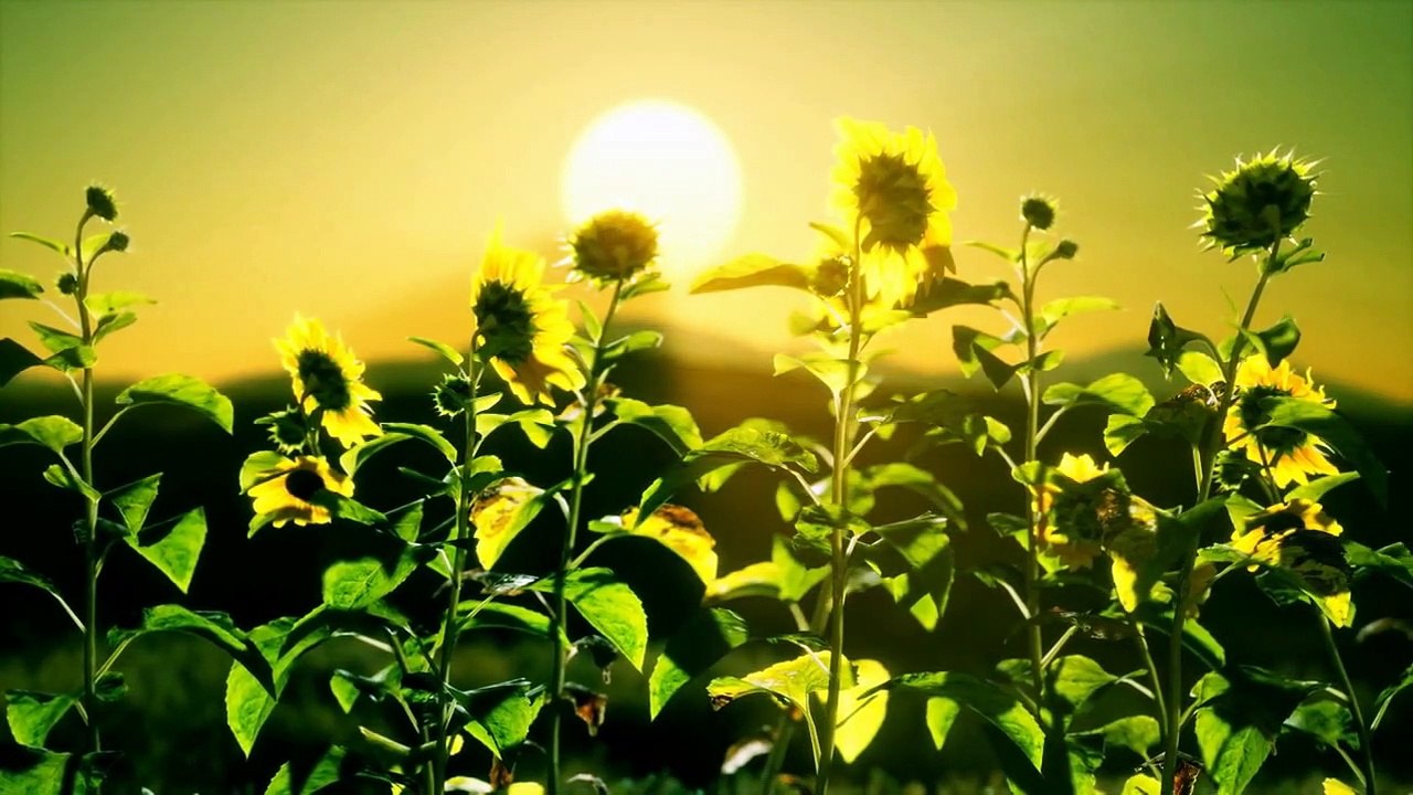 Sunflower Field