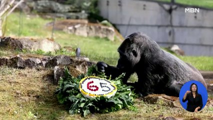 [굿모닝월드] 최고령 고릴라 생일