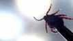 Tick numbers and tick-borne diseases on the rise
