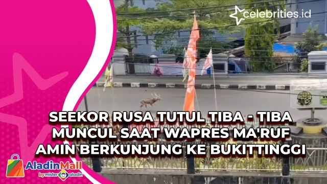 Seekor Rusa Tutul Tiba - Tiba Muncul saat Wapres Ma'ruf Amin Berkunjung ke Bukittinggi