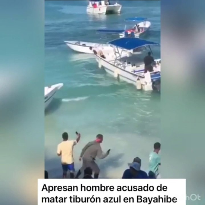 Atrapan a un hombre involucrado en la muerte de un tiburón azul  en estado de gestación