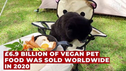Should your dog go vegan? New study suggests plant-based diets are healthier for dogs