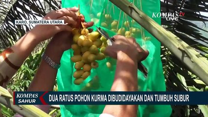 200 Pohon Kurma Berhasil Dibudidayakan di Kawasan Dingin di Kaki Gunung Sinabung