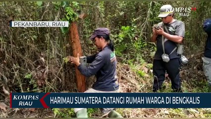 Harimau Sumatera Datangi Rumah Warga Di Bengkalis