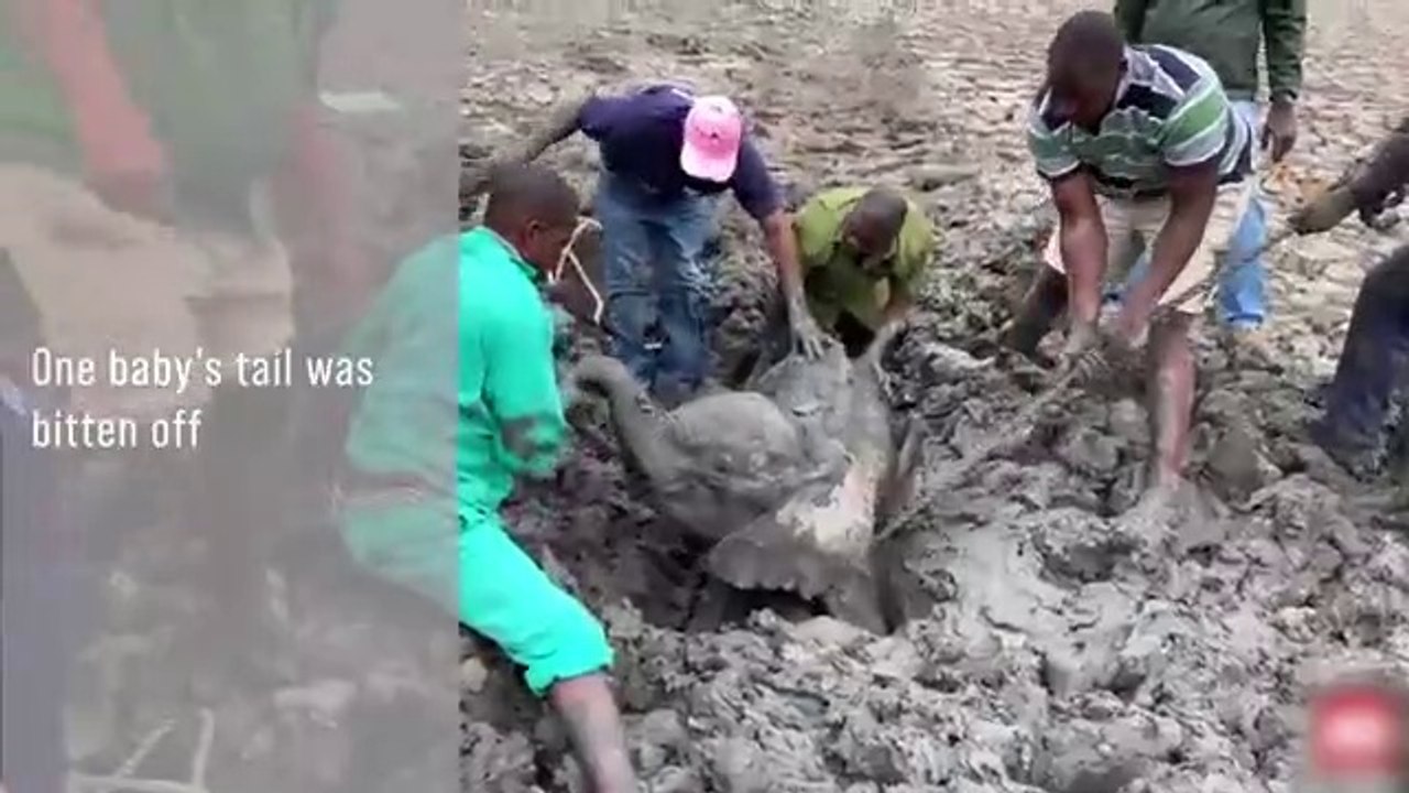 Animals That Asked People for Help
