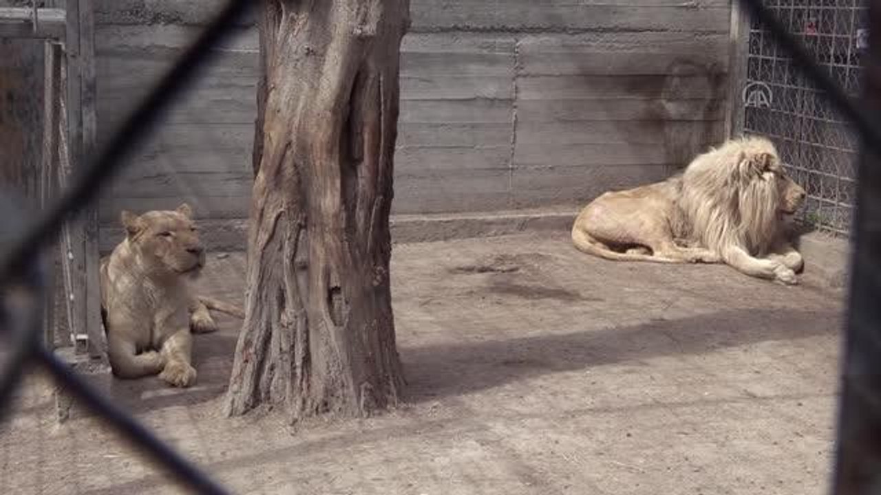 Rusya saldırısı altındaki Harkiv kentinden kurtarılan beyaz aslanlar Odessa'ya getirildi