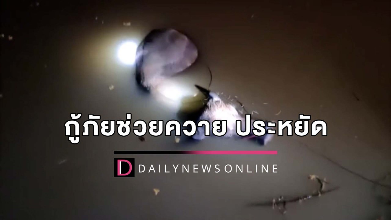 กู้ภัยช่วยควาย ประหยัด  ลอยคอรอความตายในหนองน้ำ รอดหวุดหวิด | HOTSHOT เดลินิวส์ 15/04/65