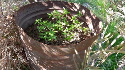 ŞANLIURFA - Uyuşturucu operasyonunda 1 şüpheli tutuklandı