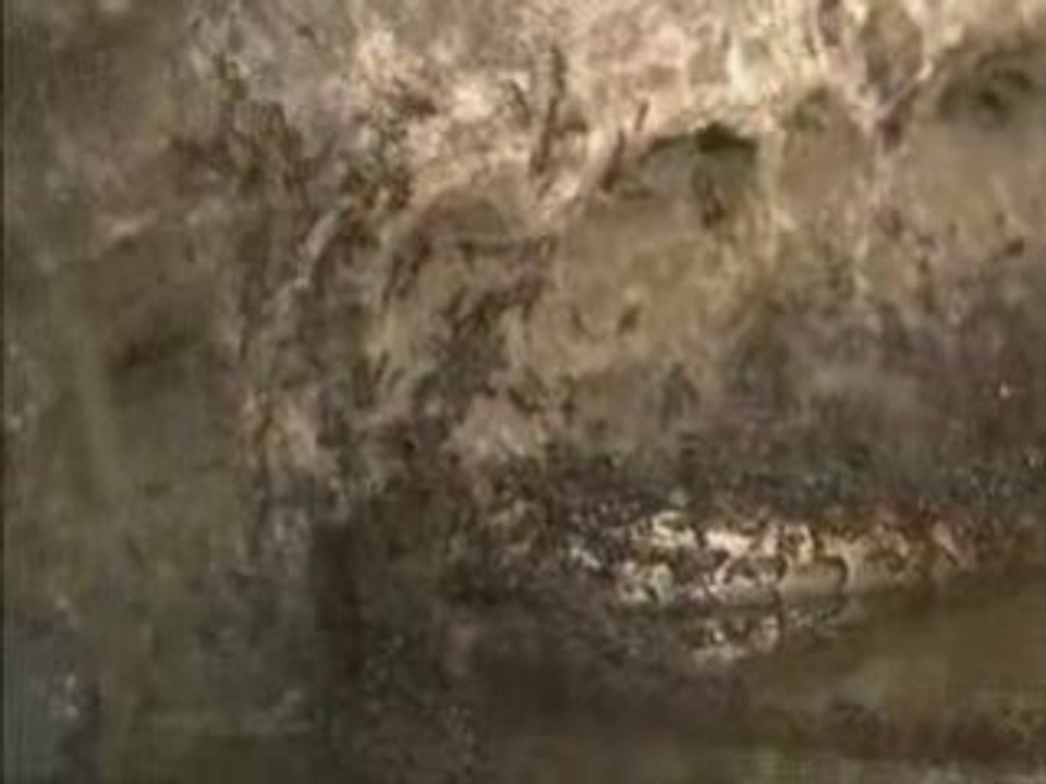 Fourmis vs termites 2.5