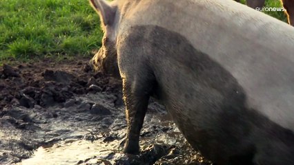 Schweinewohl: Ein Grunzen sagt mehr als 1000 Worte