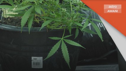 Jenayah | Lagi individu ditahan kerana tanam pokok ganja