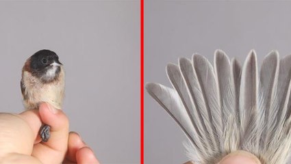 'Karabaşlı çulha' Türkiye'de ilk kez görüldü