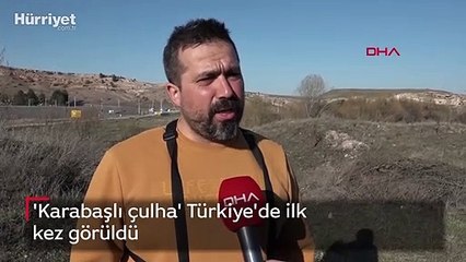 'Karabaşlı çulha' Türkiye'de ilk kez görüldü