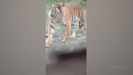 Ngeri! Seekor Harimau Sumatera Teror Pemukiman Penduduk di Bengkalis