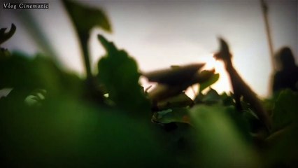 Tanaman Halaman Rumah 3 menit