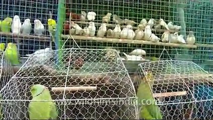 Bird Market at Sonepur, Bihar
