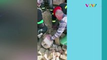 Detik-detik Seekor Anjing Diangkat dari Reruntuhan Bangunan