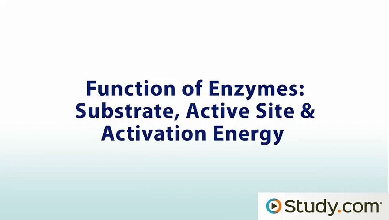Function of Enzymes- Substrate, Active Site & Activation Energy - Video & Lesson Transcript - Study.com