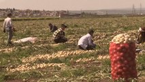 Amik Ovası'nda turfanda soğan hasadına başlandı