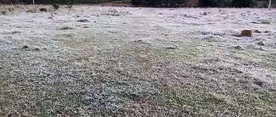 Bom Jardim da Serra amanhece com geada na Sexta-Feira Santa