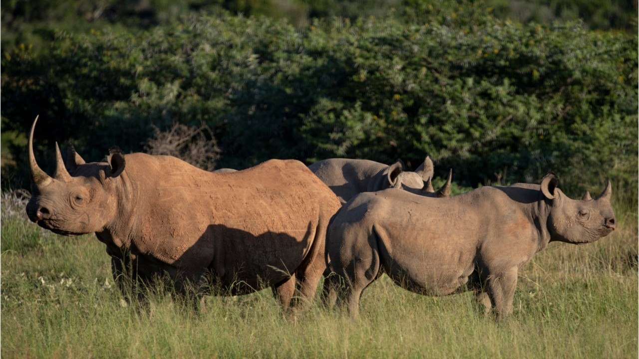 Rhinocéros noirs : pourquoi le braconnage représente un tel danger ?