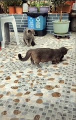 Un oiseau encerclé par des chats reste très serein