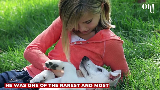 This puppy who was born with six legs four testicles & extra penis survived against the odd and is now in a happy home