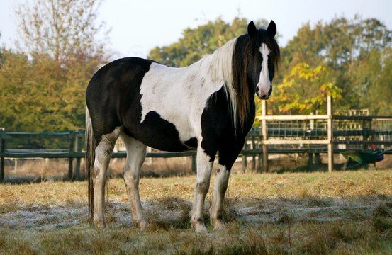 Trotting like a horse is one of the silliest wellness trends