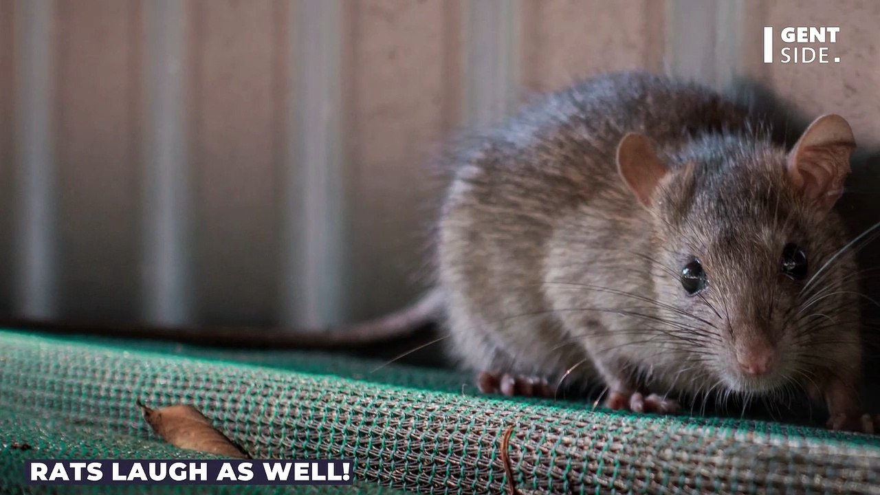 Rats and humans have this funny thing in common