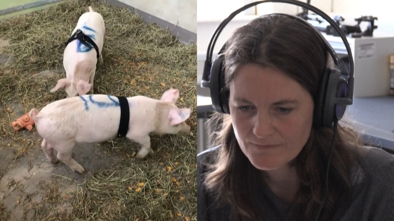 Dänische Studie: Schweine grunzen ihre Emotionen