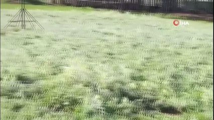 Şanlıurfa'da ekinleri ve meyve ağaçlarını don vurdu