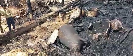 आखिर कैसे हुई छह भैंसों की मौत जानिए वजह...