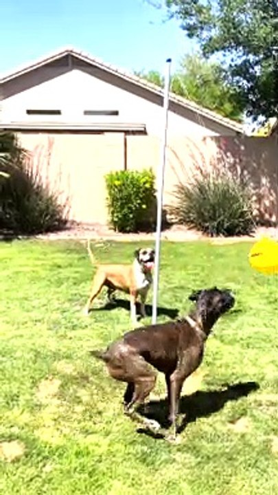 Dogs Have a Great Time with Tether-Ball