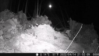 Cinq renardeaux et une renarde filmés au terrier avec une caméra piège en bretagne
