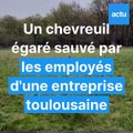 Un chevreuil égaré sauvé par les employés d'une entreprise de Toulouse