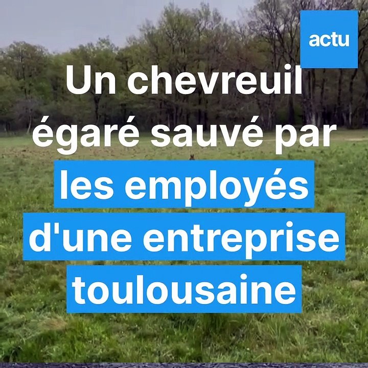Un chevreuil égaré sauvé par les employés d'une entreprise de Toulouse